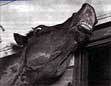 Seabiscuit